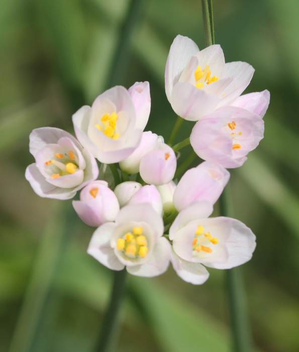 Allium roseum?